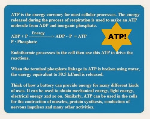 ATP | Chapter-6 Life  Processes | CBSE Class 10 Scienc