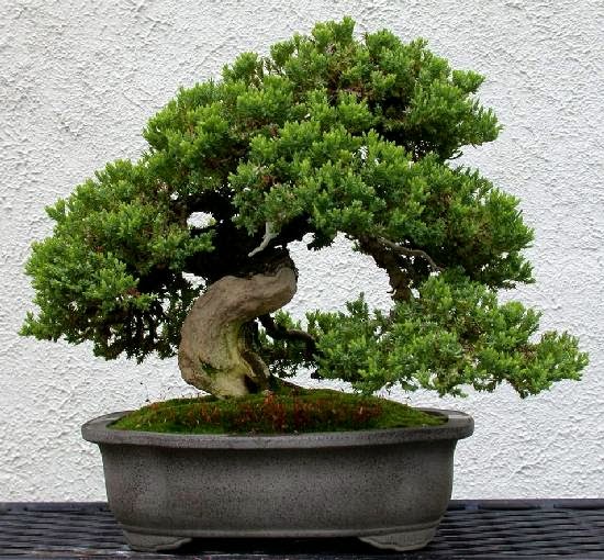 Gambar Tanaman Hias Bonsai yang Unik dan Cantik - Foto dan 