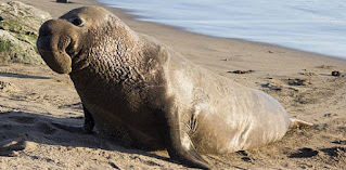 Facts About Elephant Seals