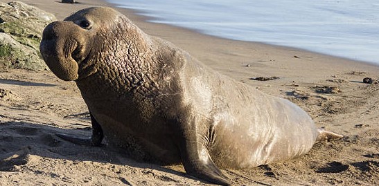 हाथी सील के बारे में कुछ रोचक तथ्य - Top 20 Facts About Elephant Seals