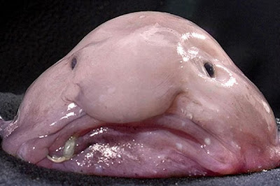 Blobfish-jenis hewan langka.jpg