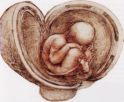 Uterus with fetus