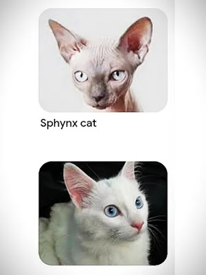 2 white hairless tortoiseshell cats have white eyes female white face: 2 white hairless tortoiseshell cats have white eyes female white face: