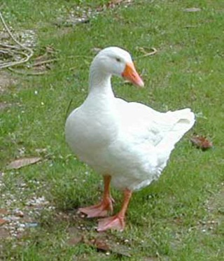 goose