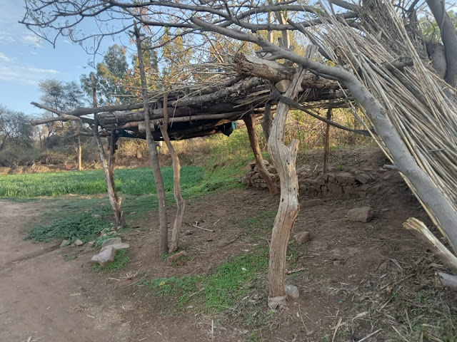 Thisis roof is made only for the bull for its shade write an article How to shade a roof What is the roof made of,, What is the best material for a roof.,What is the purpose of a roof...What is roof shade called..How do you cover a roof.. How much is a roof tile...How do you build a roof