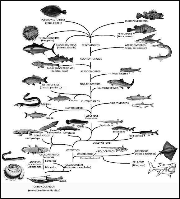 Resultado de imagen de evolución peces