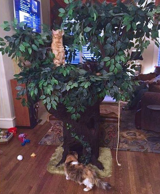 Large Cat Trees