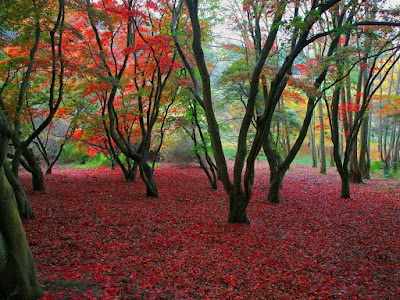 bosques, imágenes de bosques, el bosque