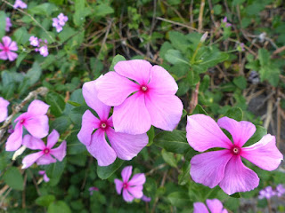 Catharanthus roseus - Pervenche de Madagascar