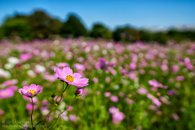 昭和記念公園の花の丘のコスモス