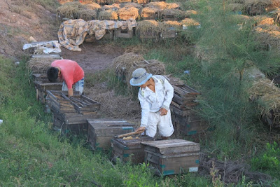 SORPRENDENTES IMÁGENES DE APICULTURA EN VIETNAM - AMAZING PICTURES BEEKEEPING IN VIETNAM