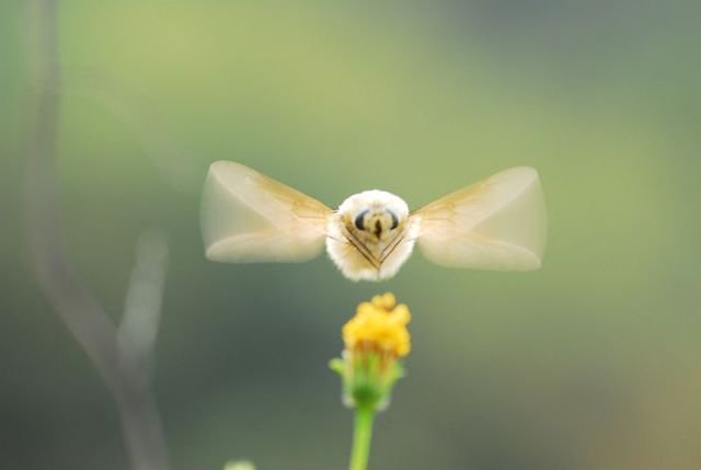 かわいい虫 トラツリアブ 人にも懐く虫 N ミライノシテン