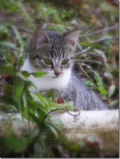 2010_1022pizotes0036