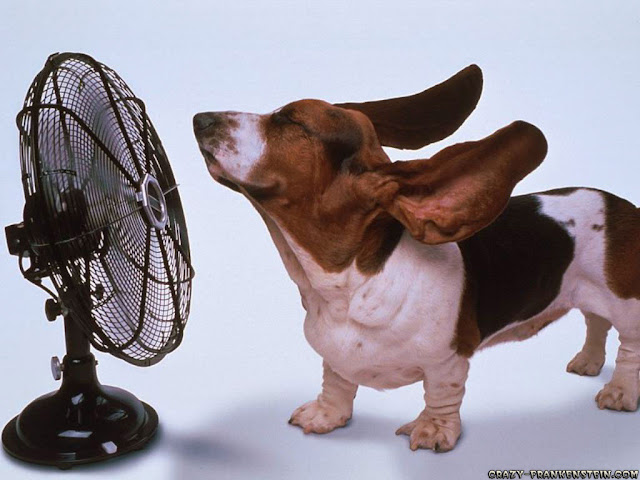 Funny Dog With Fan