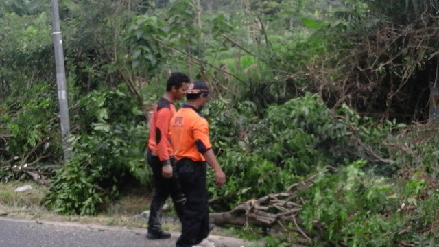 Pohon Tumbang, Jalur Lemah Abang - Bandungan Sempat Tersendat