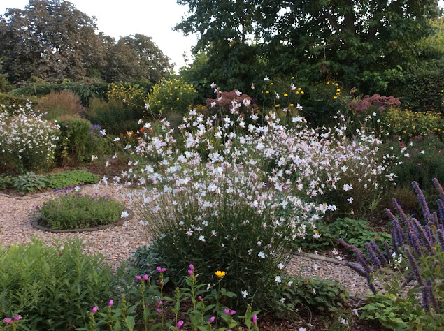 Gaura Lindheimeri 'Whirling butterflies'