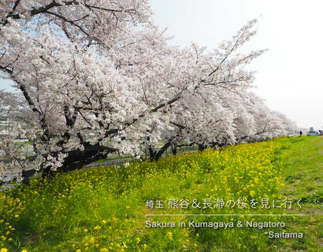 熊谷桜堤の桜