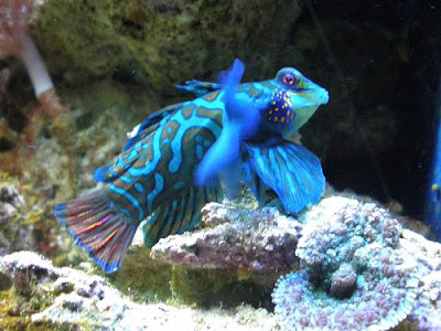Exotic and Beautiful Fish in the Sea
