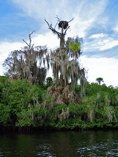 Giant Cypress tree crowned with an Osprey nest on the Loxahatchee River, Jonathan Dickson State Park, Jupiter, Florida