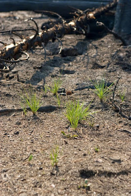 seedlings