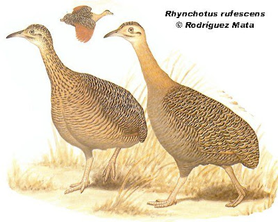 perdices de Argentina Inambú colorado Rhynchotus rufescens