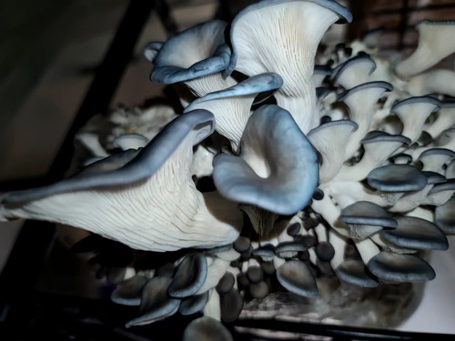 Blue oyster mushroom supplier in India | Mushroom supply | Biobritte mushroom supplier 