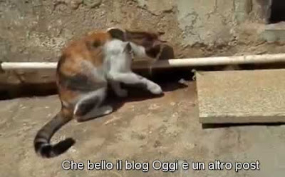 gatto con i sottotitoli