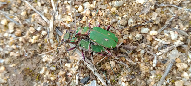 Green Tiger Beetle Cicindela campestris, mating, Puy de la Colline, Chinon, Indre et Loire, France. Photo by Loire Valley Time Travel.