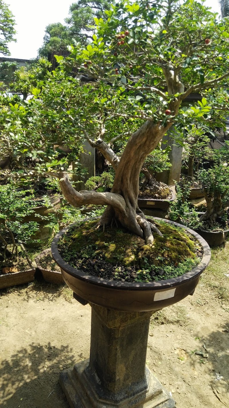 21+ Info Bonsai Tanaman Pagar