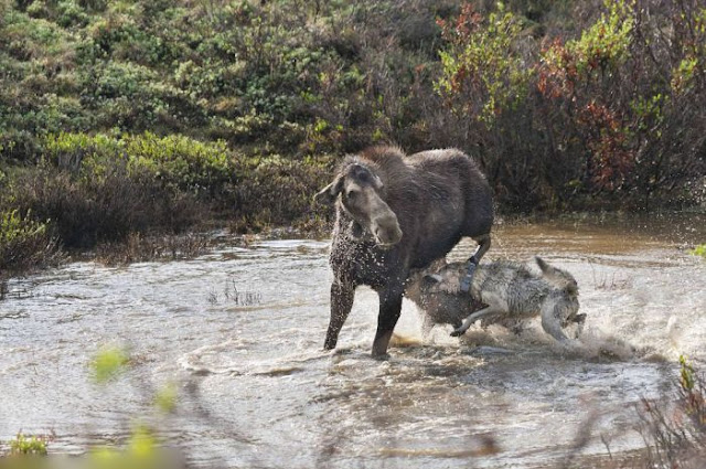 Madre alce lucha contra lobos para defender a su cría