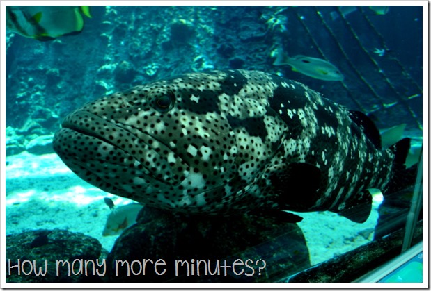 The Townsville Aquarium | How Many More Minutes?