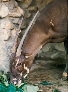 asian-unicorn-vietnam