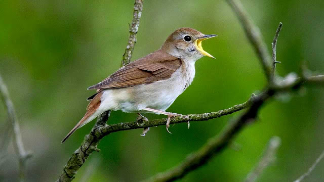 http://gdaniell.blogspot.com/2017/06/sekilas-info-tentang-burung-nightingale.html