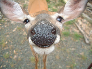 Deer Funny