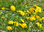 E' sbocciata la Primavera! (blog fiori gialli castellania )