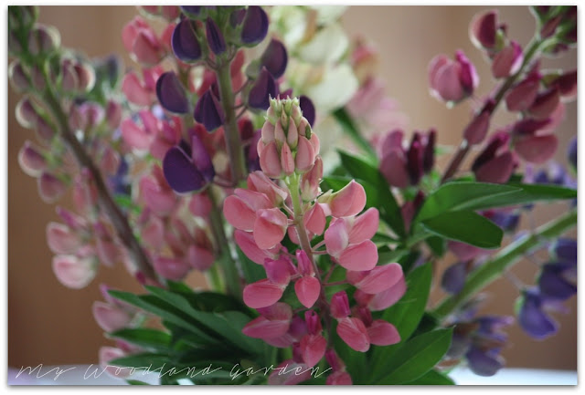 lupins flowers vase