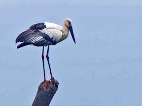 bird, Oriental White Stork, Okinawa