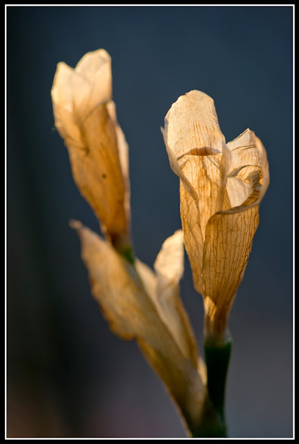 Iris; Irises; Flower; Fading