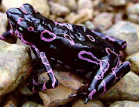 Weirdest Frogs On Earth Atelopus Frog