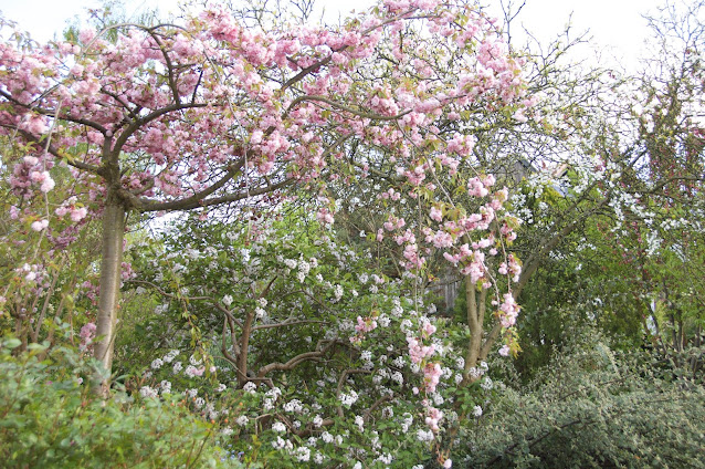 Prunus, arbre pleureur, cerisier à fleurs, arbre de jardin