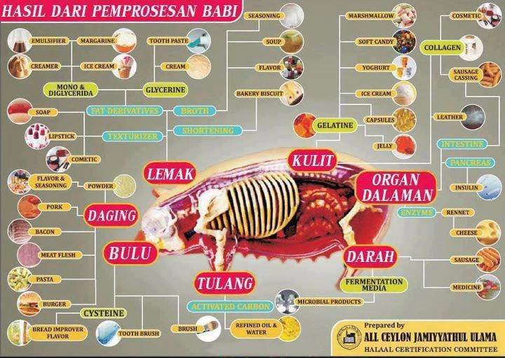 JKD SAINS PERTANIAN PONTIAN Kenapa  babi haram  