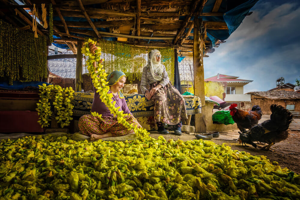 Drying Okra