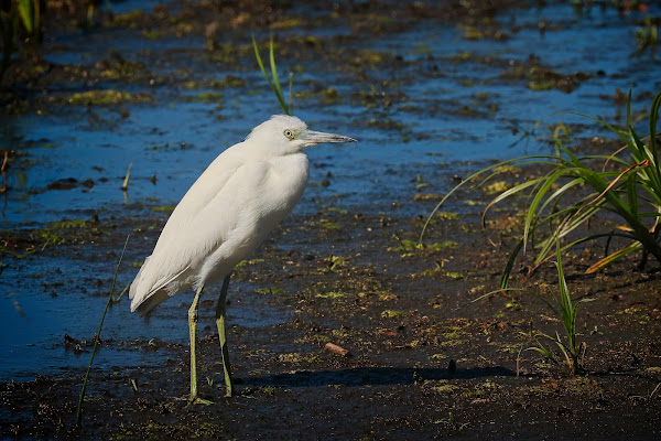 Juvenile Little Blue Heron.