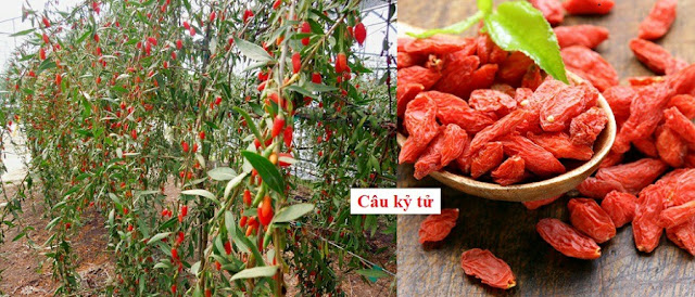 SỔ TAY CÂY THUỐC VÀ VỊ THUỐC ĐÔNG Y - CÂU KỶ TỬ