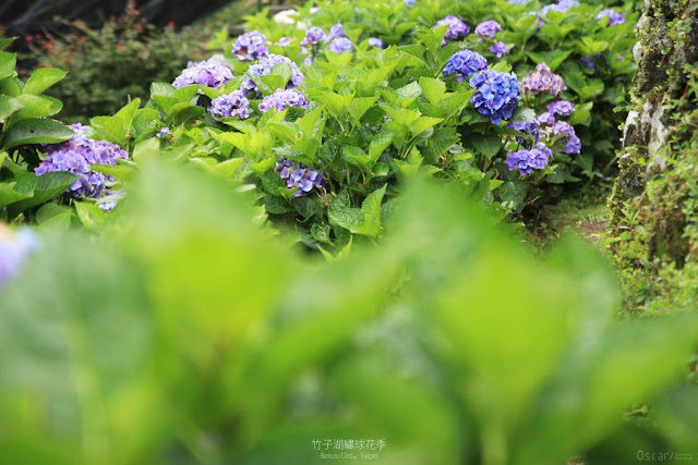 2017 繡球花季-20