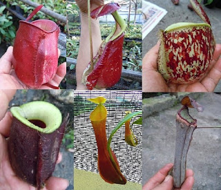 Nepenthes LOWLAND Mixed 50+ Seeds,WIDE VARIETIES !!!