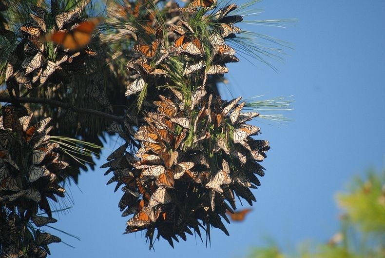 monarch-migration-9 monarch-migration-9
