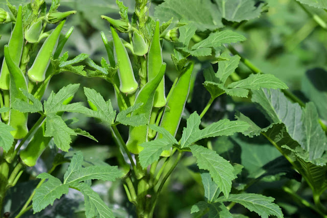 Companion Plants for Okra