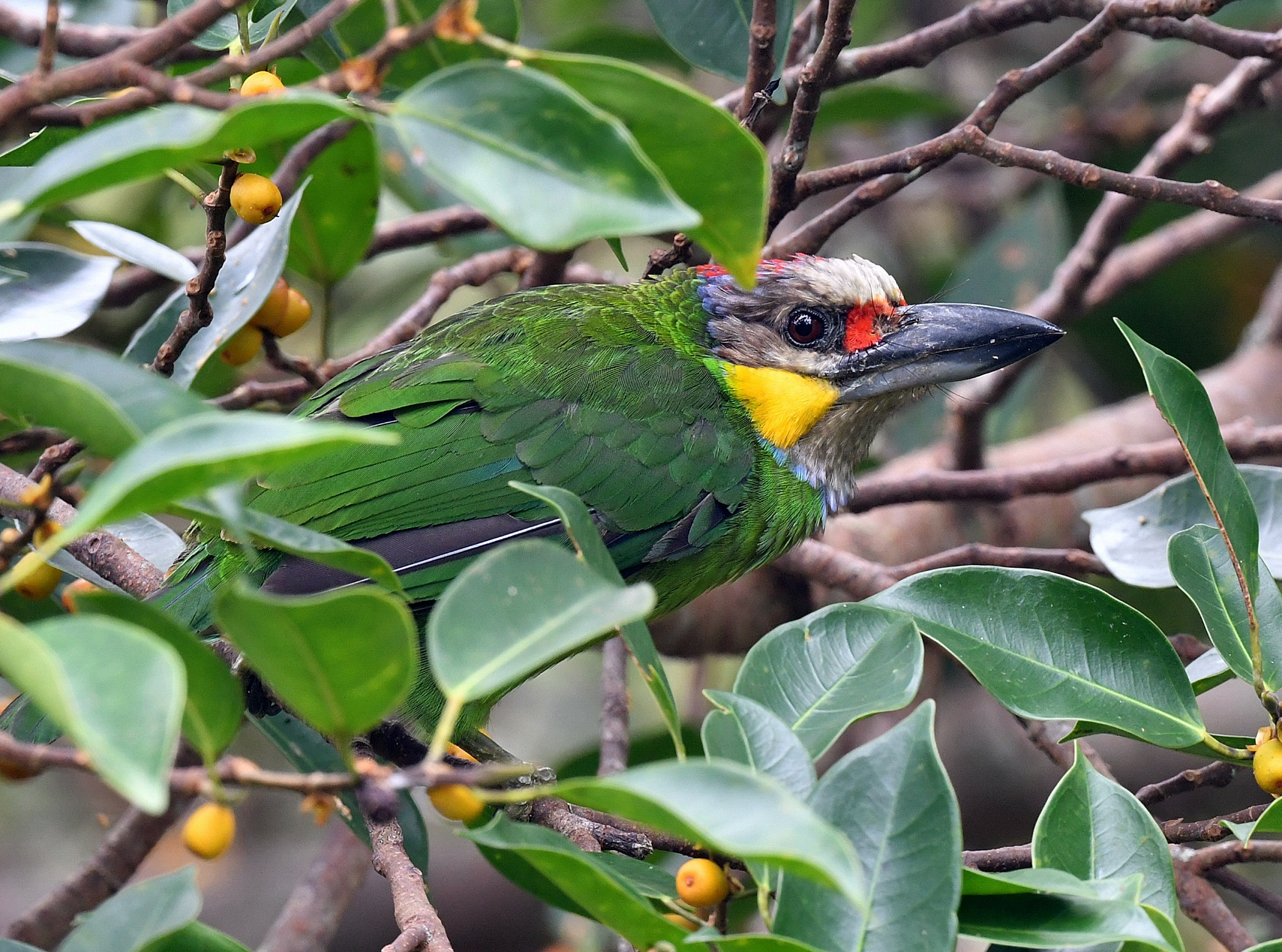 The Life Journey in Photography: Gold-whiskered Barbet ...