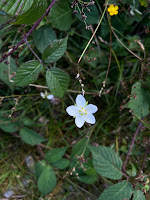 [Celastraceae] Parnassia palustris